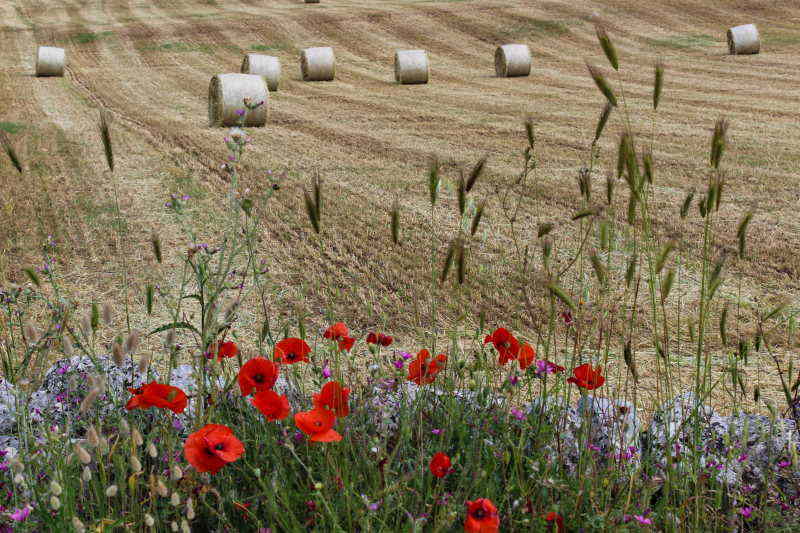 campi di grano con papaveri e muretti a secco