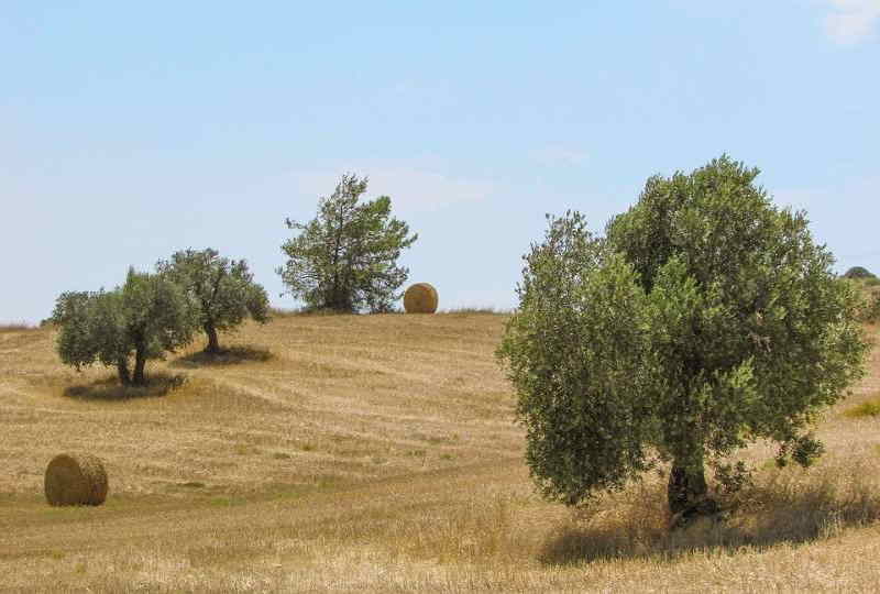 olive trees in Puglia